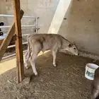 عجل حسيل سويسري توه مفطوم زبد