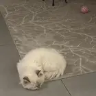 قطة للتزاوج