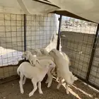 بهم حري العمر شهرين تقريبا