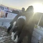 تيوس سمان مره فل شحم عادها تحت اماتها سوم 900الموقع الحريق