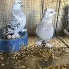 حمام تركي تم البيع