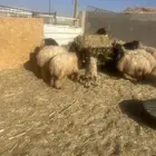 ذبايح للبيع تفريد وجمله