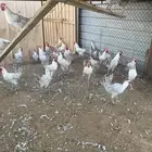 ديكه فيومي المنيوم