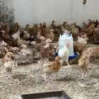 صوص تركي
