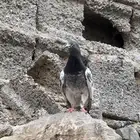 حمام