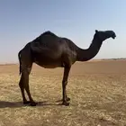 حايل جذعة