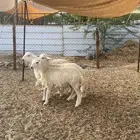 طليان.