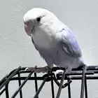 تم البيع  الله يبارك للمشتري روز انثى 7 شهور