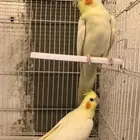 لبيع جوزين لاتينو منتجين