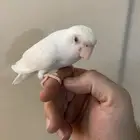 ببغاء روز البينو اليف