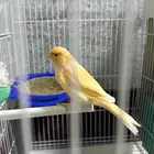 كناري للبيع