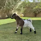 ماعز قزم
