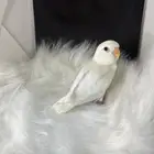 روز البينو نهايه غر