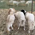 طليان رفيدي