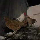 دجاج بلدي