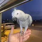 فرخ كاسكو اليف جدا طفره طيبهه