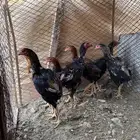 للبيع ديوك سندي بيور