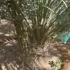 نخل نقايل من متر وفوق