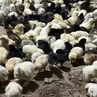 فروخ دجاج صوص دجاج كتاكيت