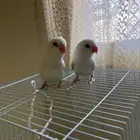طيور روز زينه البينو