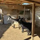 معزا دفيع