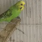 ذكور بادجي للبيع