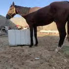 حصان انقليزى للبيع طابع ينفع لتعليم هادى