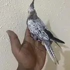 فروخ كروان ( تم البيع )