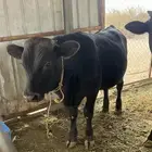 حسيل اللماني