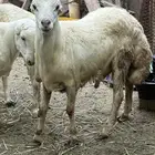 كبش