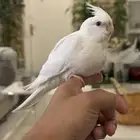 فرخ البينو بداية فطام الييف مجنوون غر