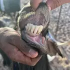 تيس للبيع يقرع واموره طيبه
