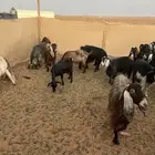 معزاء العدد 19