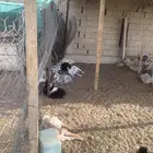 جفار و تيوس اعمار 3 اشهر