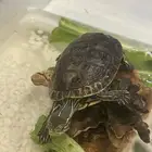 سلحفاء بملحقاتها