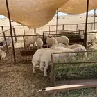 طليان للبيع العدد18 الرخال 5 والباقي طليان