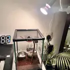 ثعبان اريزونا كينج سنيك