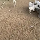 جفار بيشيات ودهم مقنى شي فاخر مولده عندي من حلالي العدد 15ا