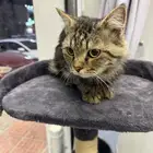 قط شيرازي للبيع مع دفتر التطعيمات. السعر قابل للتفاوض