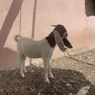 تيس وجفرتين هجين بورقت مع هولندي