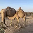 قعود لباني ع حليب امه وسالم جميع الامراض