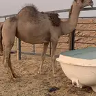 شرق الرياض