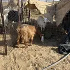 حريه معها رخل وخروف