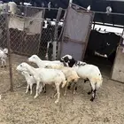 ضأن مقاني فاخره