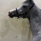 للبيع مهر واهو