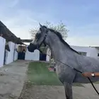 خيل وهوا