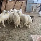 طليان ذبايح ضيوف وثلاجة مع ذبح وتوصيل.