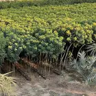 مشتل مؤسسة ميم للتشجير نيم لبخ باركنسونيا اكاسيا