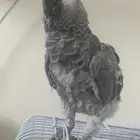 انثى كاسكو