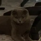العمر 7 شهور